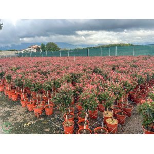 Červienka Fraserova (Photinia × fraseri) ´RED ROBIN´ - výška 40-70 cm, kont. C7L - NA KMIENKU